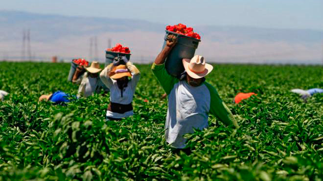 Estévez resalta logros agricultura en la producción