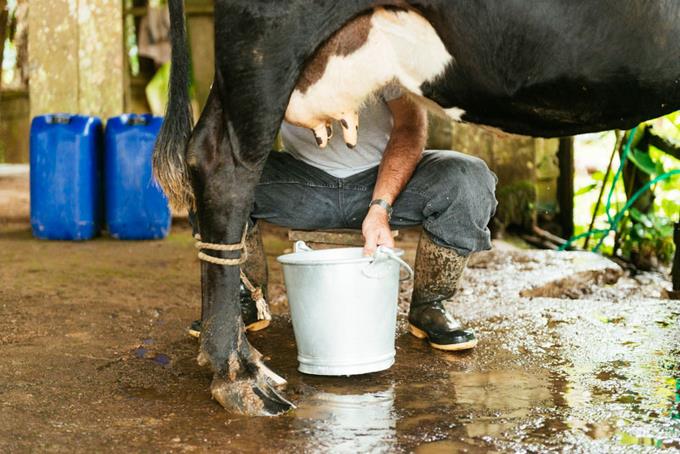 Ministro de Agricultura: Producción de leche registra aumento