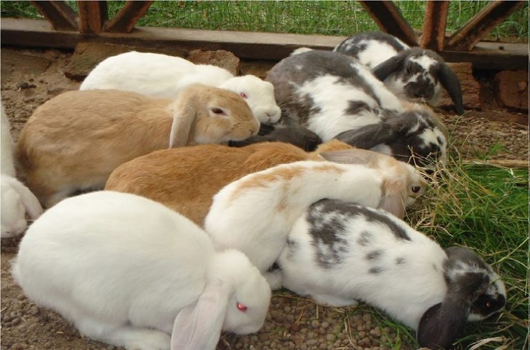 Cunicultura RD crece en tres años más de un 400 %