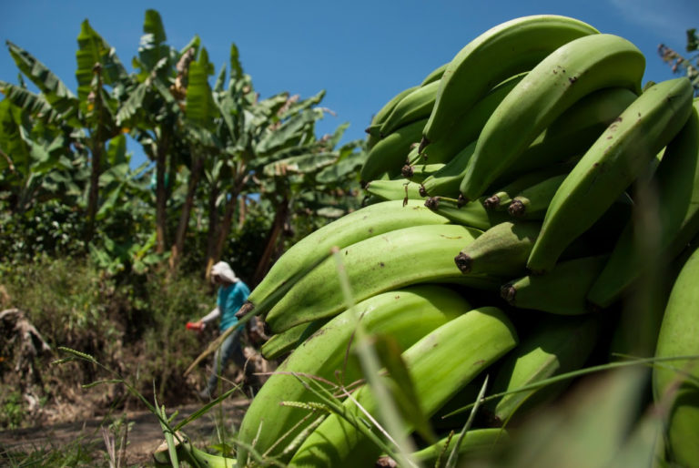 Programa Ventas Directas  Alimentos beneficia 216 mil personas con venta plátano