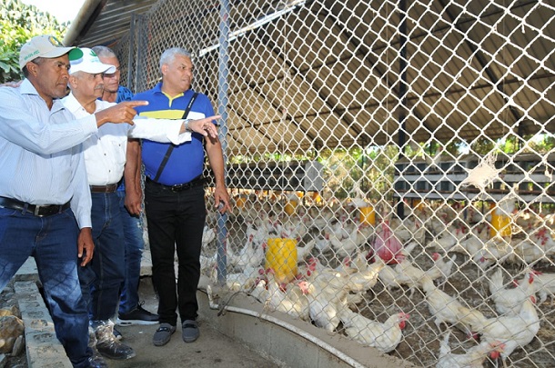 Agricultura en auxilio de productores avícolas