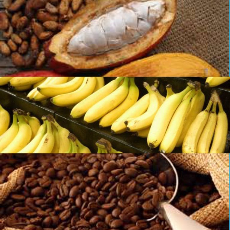 Productores de banano y cacao preocupados por nuevas normas de la Unión Europea