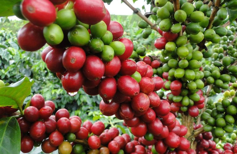 PROCAGICA-RD proteje 1.200 productores de café en siete provincias