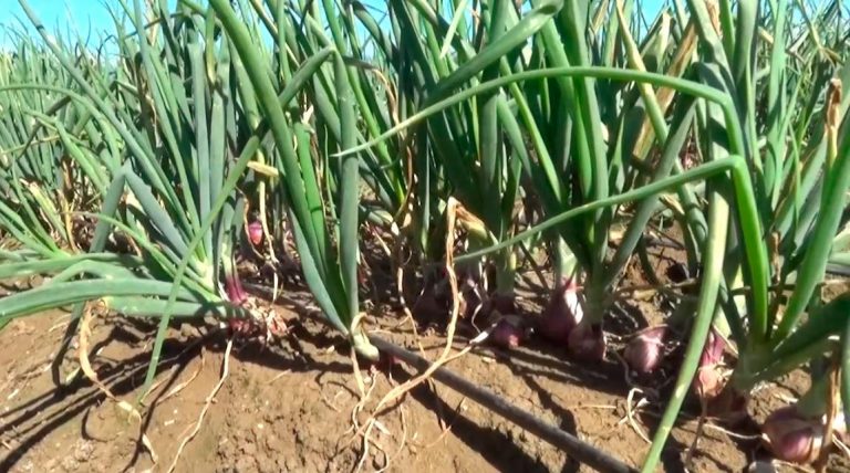 Ministerio Agricultura apoya productores de plátano: Siembran 50 mil cepas