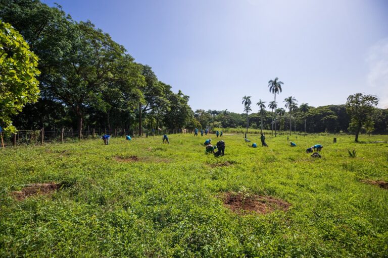 Banco Popular Dominicano siembra más de 161,000 árboles en el 2021