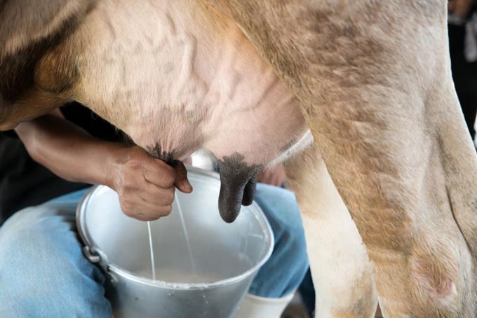 Producción de leche genera RD$18 mil millones al año