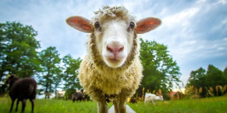 Sectores turismo, comercio y agropecuaria crecieron este año